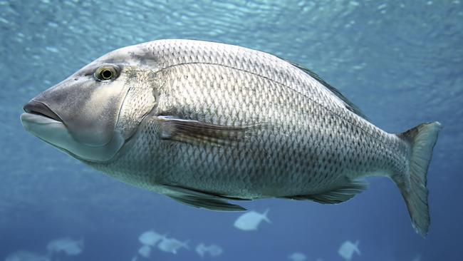 Barramundi season has started but many commercial fishing operators’ applications for NX licences have been unsuccessful, Queensland Seafood Industry Association chair Allan Bobberman said. Image: istock