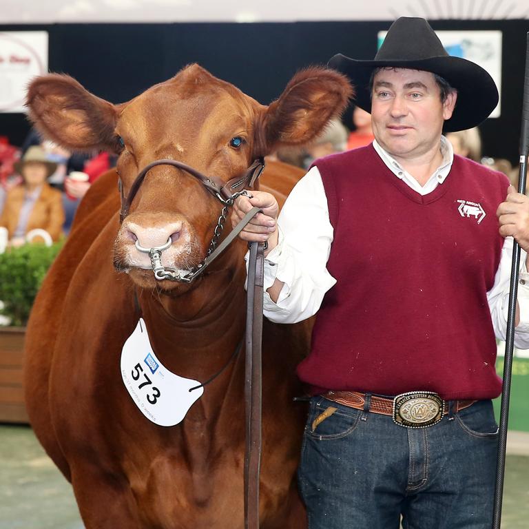 Gavin Iseppi, from Dalby, QLD, and Supreme Champion red angus cow at the Royal Melbourne Show. Picture: Yuri Kouzmin