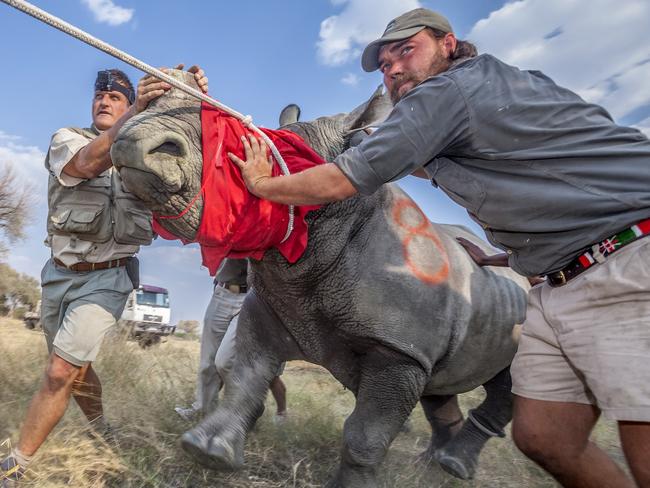 Neil Aldridge’s image, titled Saving a Species, shows vets and conservationists guiding an adult white rhino out of its transport crate and into the wilderness of northern Botswana as part of a translocation operation to restore the country's lost rhino populations. Source: Supplied