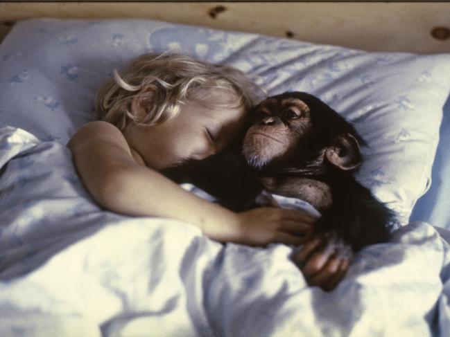 Chimp’s quest to become human