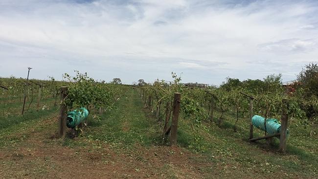 ‘Tornado’ hits farms at Gol Gol