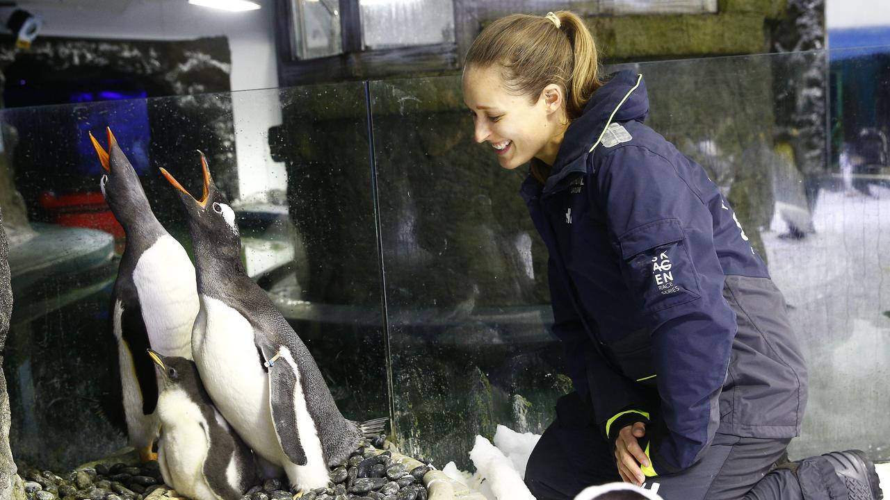 Penguin Trainer Laurie Keller watches over same sex couple Sphen and Magic with the chick they are fostering at Sea Life Sydney Aquarium. Picture: John Appleyard