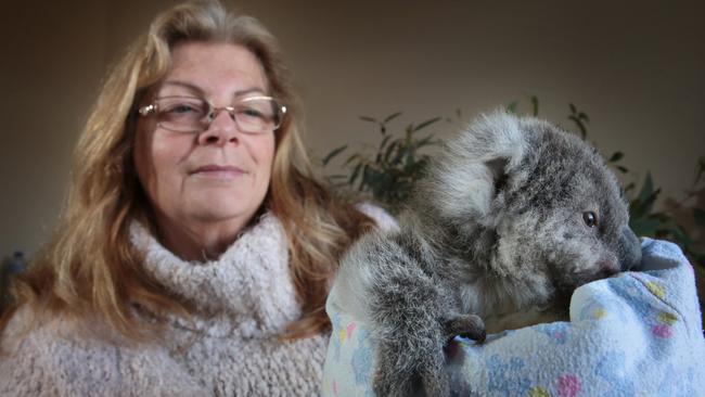 WIRES volunteer Cate Ryan, from St Helens Park, with rescued seven-month-old baby male Koala named Peter.