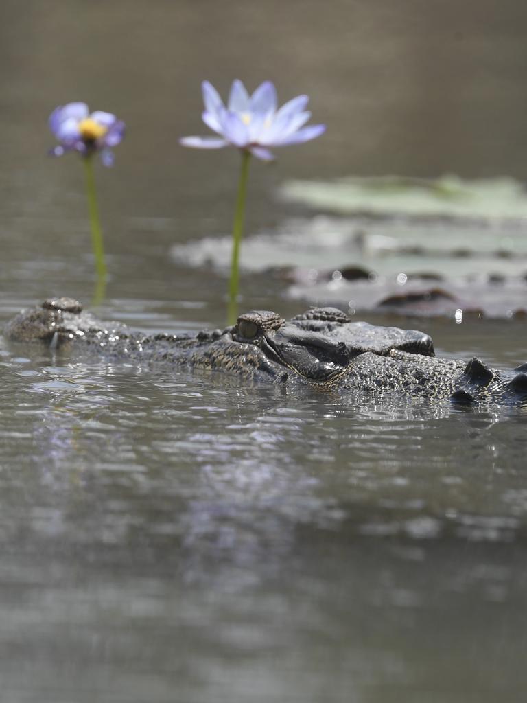 Saltwater crocodile lies amongst the lily pads in the Mary River. Picture: Amanda Parkinson