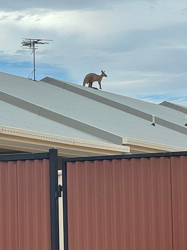 Emergency services thought the call to save the kangaroo from a roof was a hoax.