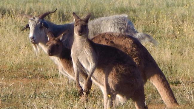  Gary the Goat. Picture: Supplied