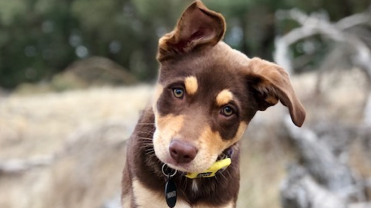 Cutest Dog Competition Photos | The Weekly Times