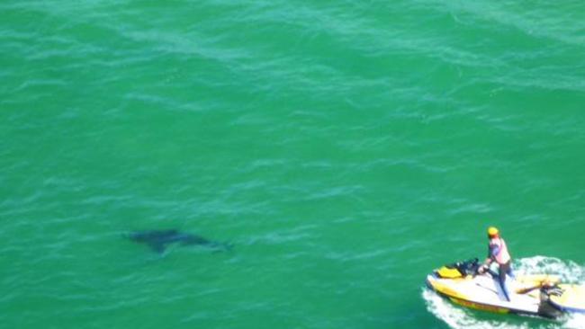 A jet ski chases a shark away from swimmers. Picture: Twitter/file