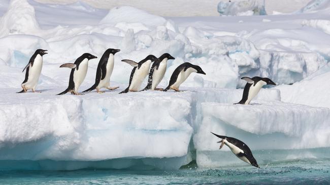 Adelie penguins leap off a floating icebergs near Paulet Island, Antarctic Peninsula.