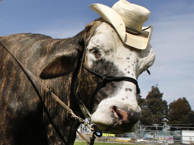 Melbourne Show preview. Animal Wrangler, Lachie Cossor riding his Brahman Bull Jigsaw  while playing his guitar rehearsing for his Outback Stockmen Show.  Picture: David Caird
