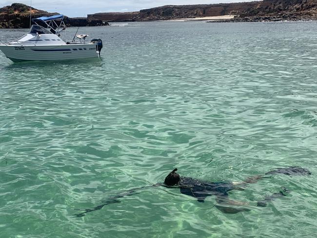 McAdam gets in the water to go spearfishing on Yorke Peninsula in January. Picture: Supplied