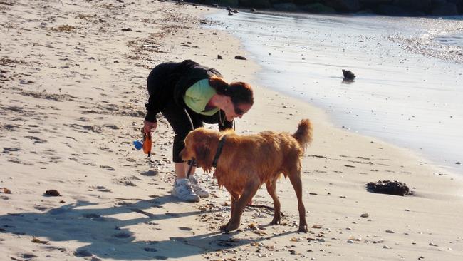 Sutherland Shire rangers crack down on dogs at horses at Silver Beach ...