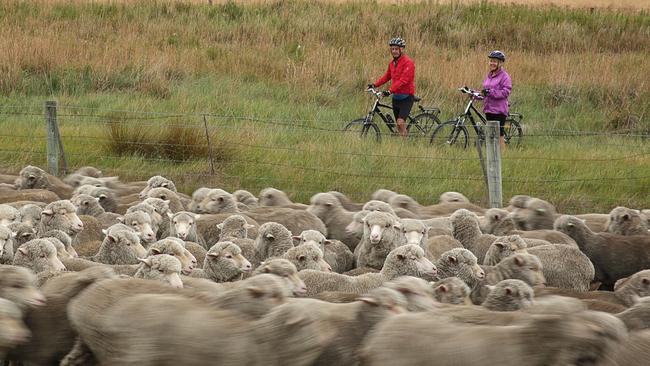 The last day of riding is one of the best. It’s mostly downhill, and we leave the austere high plains for picturesque fields dotted with fluffy sheep. Picture: James Jubb/Supplied.