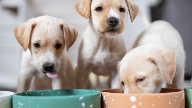 Cute Labrador baby dogs eating from their bowl. Puppies are beautiful and white.