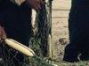 Rangers net dangerous ghost net in Torres Strait