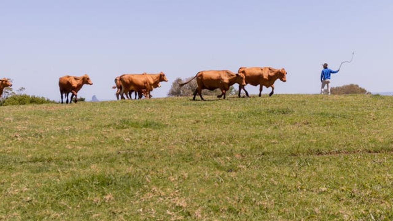 The estate runs cattle