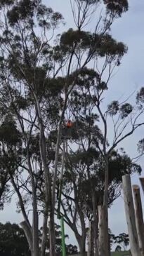 Trees being cut down at Greenock Centenary Park