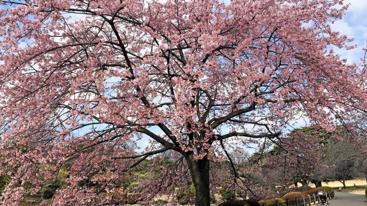 Cherry trees blossom in Tokyo's Shinjuku Gyoen National Park; top right, a hedgehog at Harry Hedgehog Café in Roppongi. Picture: Amy Lyne