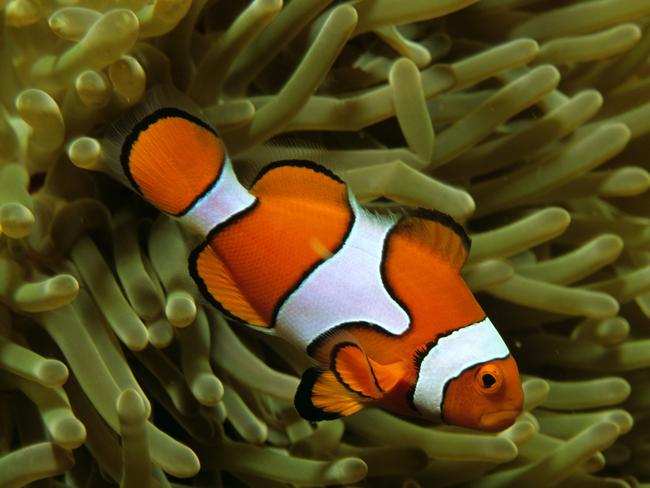 An orange clownfish swims through the Great Barrier Reef. Picture: Auscape.