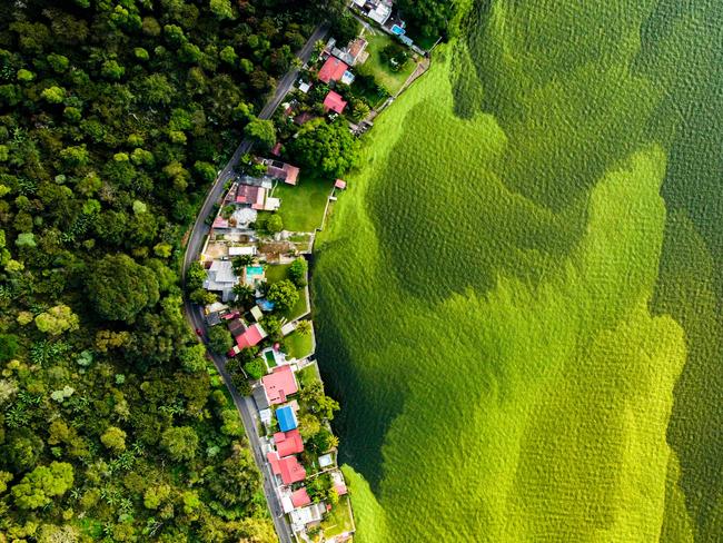 The dying lake by Daniel Núñez, Guetamala Winner, Wetlands - The Bigger Picture Daniel Núñez uses a drone to capture the contrast between the forest and the algal growth on Lake Amatitlán.