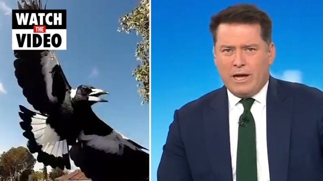 Karl Stefanovic slams council over baby's tragic magpie death (TODAY)