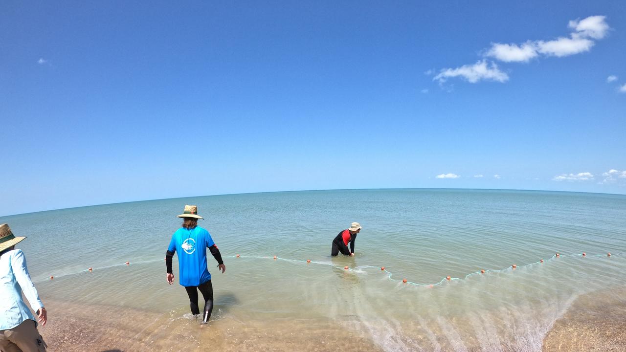 One of Australia’s most deadly marine animals has drastically declined in population numbers in Far North Queensland, with experts believing it could take years before we see them back in our waters. Picture: Supplied.