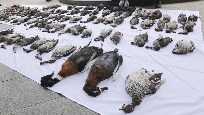 Protesters from the Coalition Against Duck Shooting are seen preparing a display of over 70 illegally shot native waterbirds, including a number of protected species, outside Premier Daniel Andrews'€™ office in Melbourne, Thursday, April 5, 2018. (AAP Image/Wayne Taylor) NO ARCHIVING