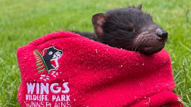 The two newest attractions at Wings Wildlife Park. Picture: Emma Faber.