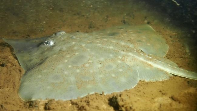 The critically endangered Maugean skate. Picture: File