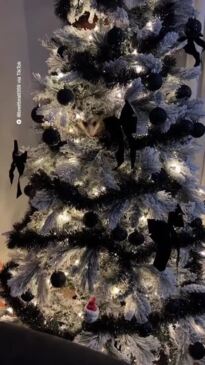 Possum pretends to be a Christmas tree decoration