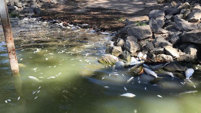 Hordes of dying fish have recently brought the health of the Murray River back into the spotlight. Picture: Senator Rex Patrick / Twitter