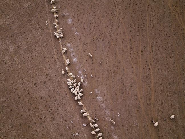 COONABARABRAN , NEW SOUTH WALES - JUNE 17:  Sheep are given a feed of Cotton Seed on the Taylor family farm. All the families food stocks have been depleted in the drought. In the Central Western region of New South Wales, Australia, farmers continue to battle a crippling drought which many locals are calling the worst since 1902. In Warrumbungle Shire, where sharp peaks fall away to once fertile farmland the small town of Coonabarabran is running out of water. The town dam is down to just 23% capacity, forcing residents to live with level six water restrictions. The New South Wales State government recently approved an emergency drought relief package of A$600m, of which at least A$250m is allocated for low interest loans to assist eligible farm businesses to recover. The package has been welcomed, though in the words of a local farmer "it barely touches the sides". Now with the real prospect of a dry El-Nino weather pattern hitting the state in Spring, the longer term outlook for rain here is dire. June 17, 2018 in Coonabarabran, Australia.  (Photo by Brook Mitchell/Getty Images)