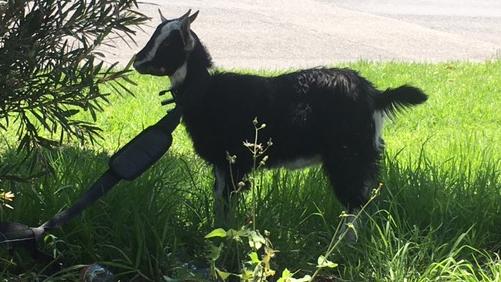 The escapee goat was spotted roaming around Footscray on Boxing Day.