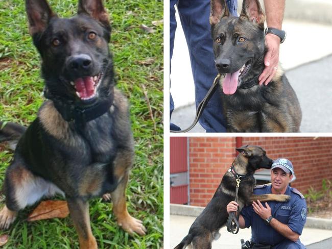 Northern Rivers Police Dog Yogi.