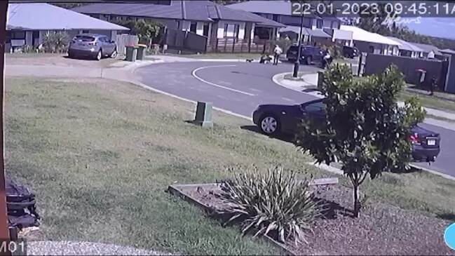 Leichhardt dog attack CCTV footage