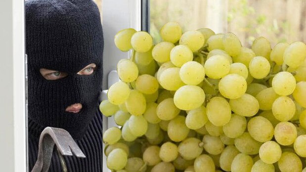 Beware the grape bandit!