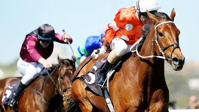 Who Shot Thebarman is a great place bet in the Sydney Cup. Picture: Colleen Petch.