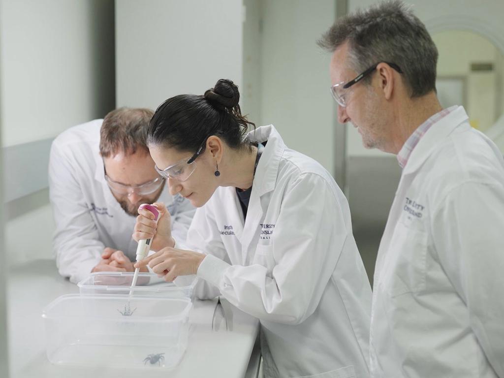 From left, Assoc Prof Nathan Palpant, with Dani Rojas-Azofeifa and Professor Glenn King with funnel-web spiders.