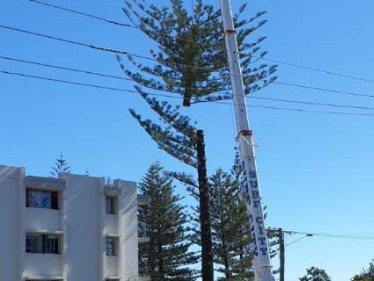 The second oldest Norfolk Island Pine at Burleigh Heads being removed from a development site.