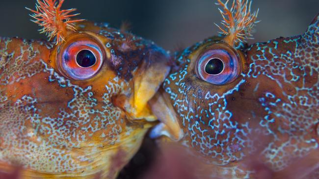 Underwater Photographer of the Year 2018.  WINNER Category 10. British Waters MacroCredit name: Henley Spiers/UPY 2018Nationality: United KingdomImage caption: Battle of the TompotsCountry taken: U.K.Location: Swanage Pier, Swanage, Dorset Despite appearances, these two Tompot Blennies are not kissing but engaged in a ferocious battle over mating rights. The British summer is mating season amongst Tompots and competition is fierce. I went diving under Swanage Pier in search of these charismatic fish and was delighted to encounter one with the ornate, blue facial markings designed to attract a partner. To my surprise and wonder, he was soon joined by another male and they started tussling. At one point, the dust settled and they remained motionless, jaws locked together, just long enough for me to capture this image. It was a very fortunate encounter and I am delighted to be able to share it through this photo.