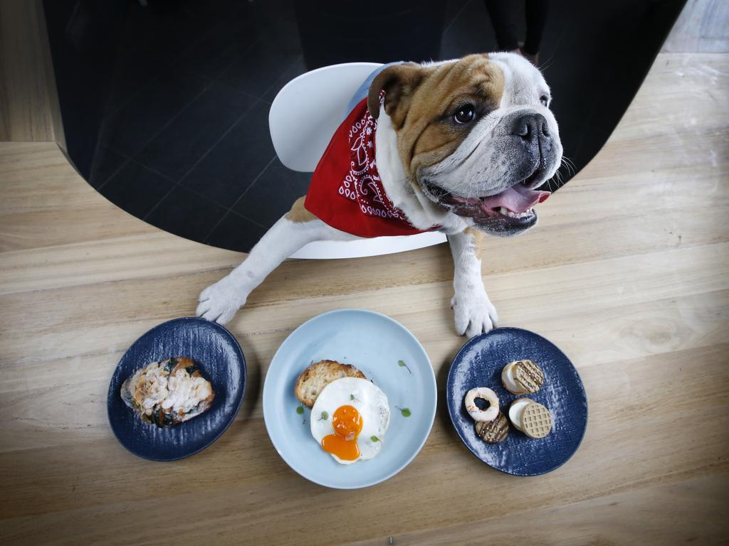 Boston the British bulldog licks his chops at a few of the tasty treats off the menu at Lights in the Attic cafe in East Hawthorn. Picture: David Caird