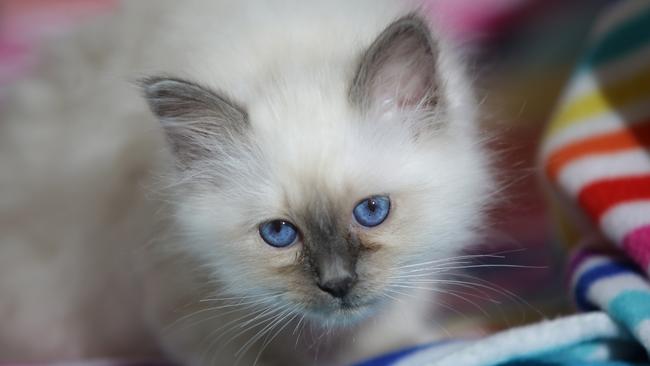 Feline fun at Birman Cat Club Annual Championship | Daily Telegraph