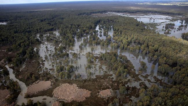 A group of 12 scientists, including four members of the Wentworth Group of Concerned Scientists, say the basin plan has failed to boost environmental indicators.