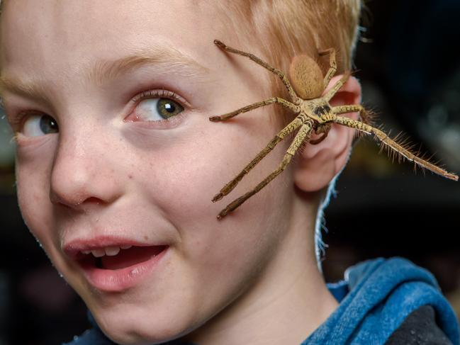 Harmless but creepy … this Golden Huntsman spider called Goldie is pictured on the face of a brave boy at Wildlife Xposure in Torquay. Picture: Jay Town