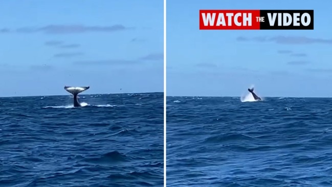 Humpback whale 'superpod' spotted off Tassie