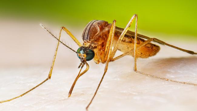 A mosquito taking a blood meal. Picture: Supplied