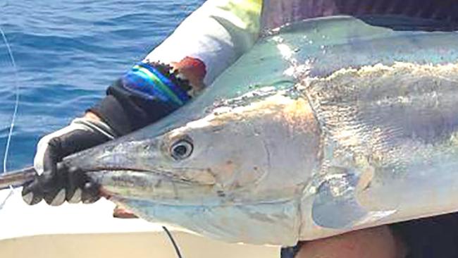 Fred Brooks and Robert “Greeny” Green with the estimated 75kg black marlin caught on the last neaps on the way to Bathurst Trench