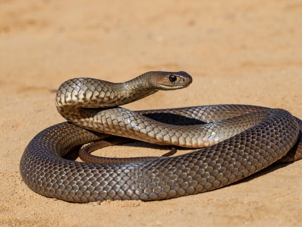 An Australian eastern brown snake. Picture: Ken Griffiths