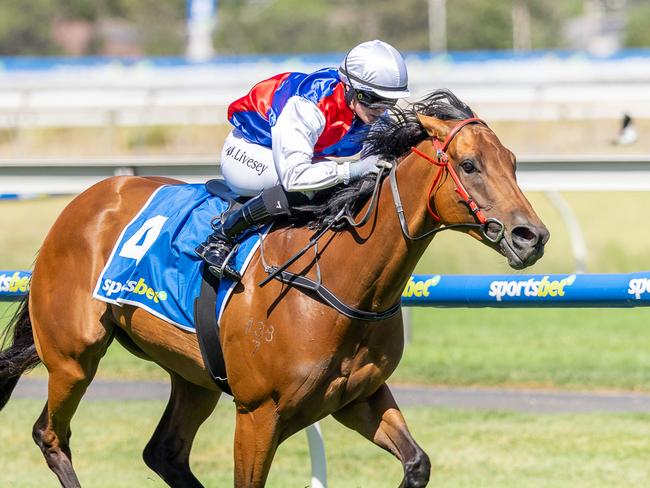 Wild Imagination wins the Listed Premier's Plate at Morphettville on Saturday. Picture: Makoto Kaneko