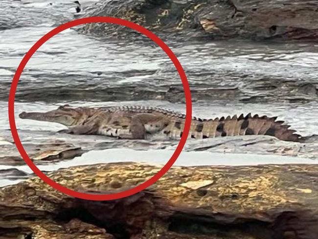 A crocodile was spotted resting on rocks at Nightcliff jetty by fascinated locals.